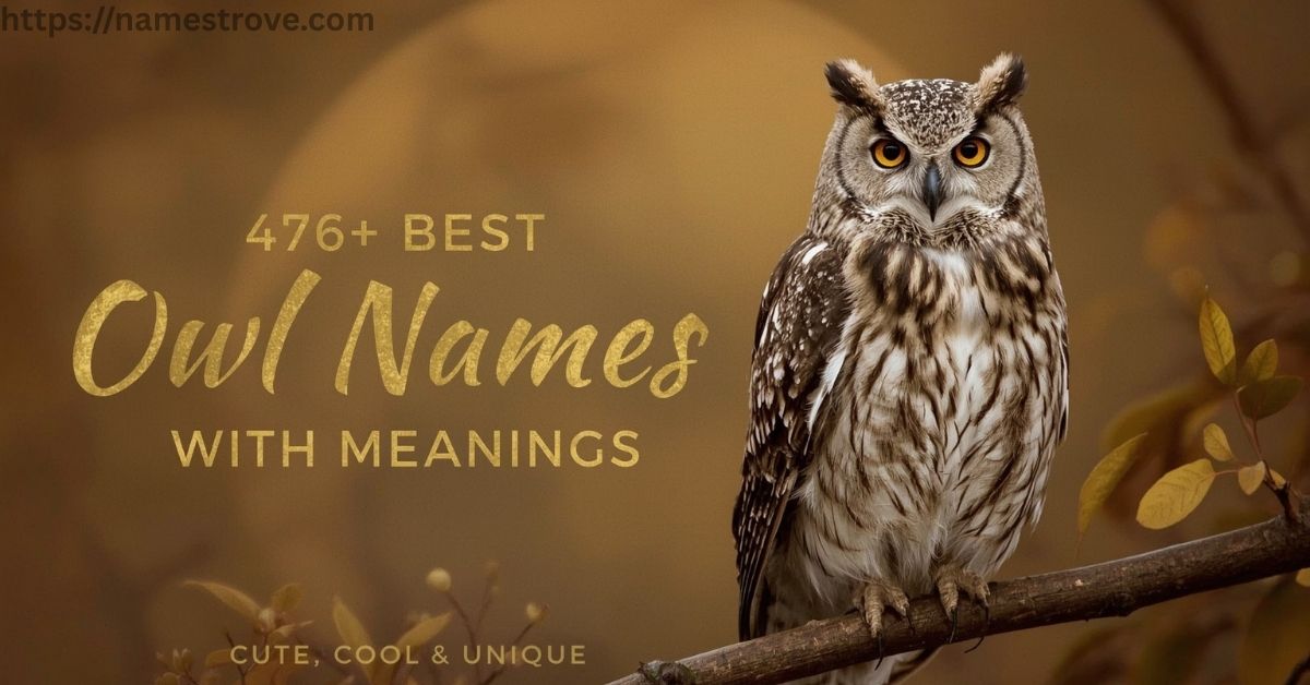 476+ Best Owl Names Featured Image