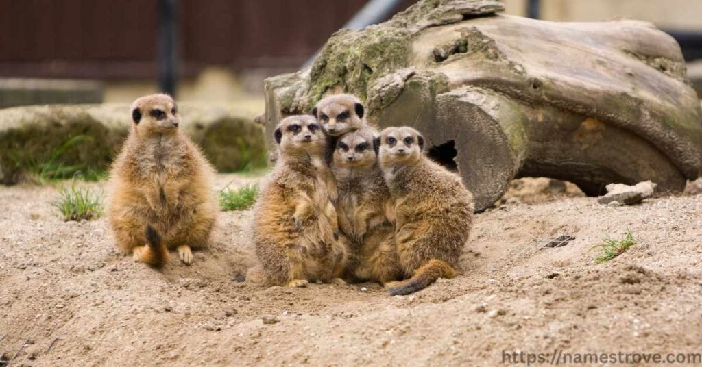 Amazing Meerkat Facts You Should Know