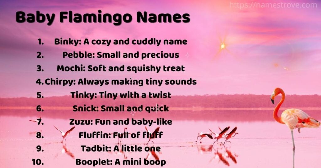 Baby Flamingo Names