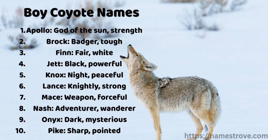 Boy Coyote Names