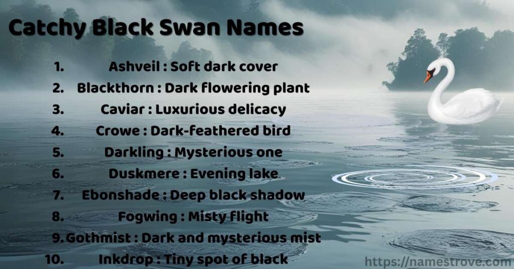 Catchy Black Swan Names