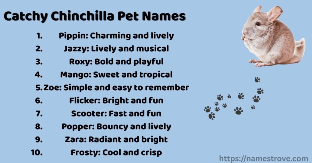 Catchy Chinchilla Pet Names