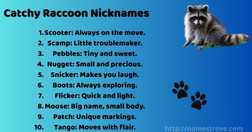Catchy Raccoon Nicknames