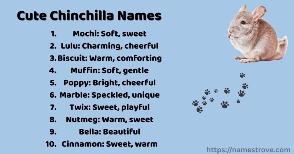 Cute Chinchilla Names