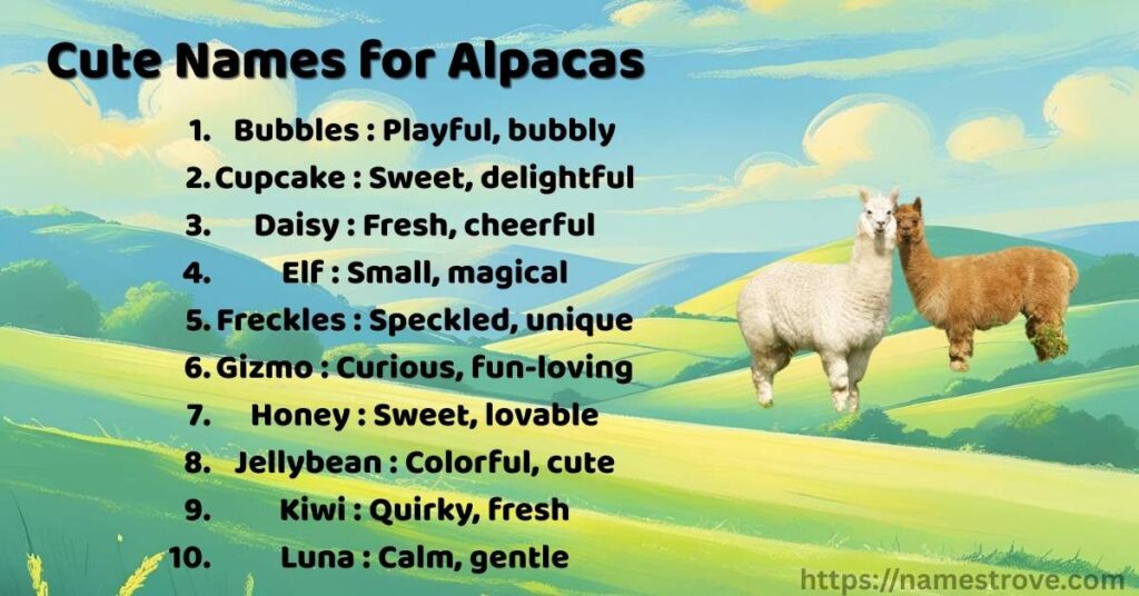 Cute Names for Alpacas
