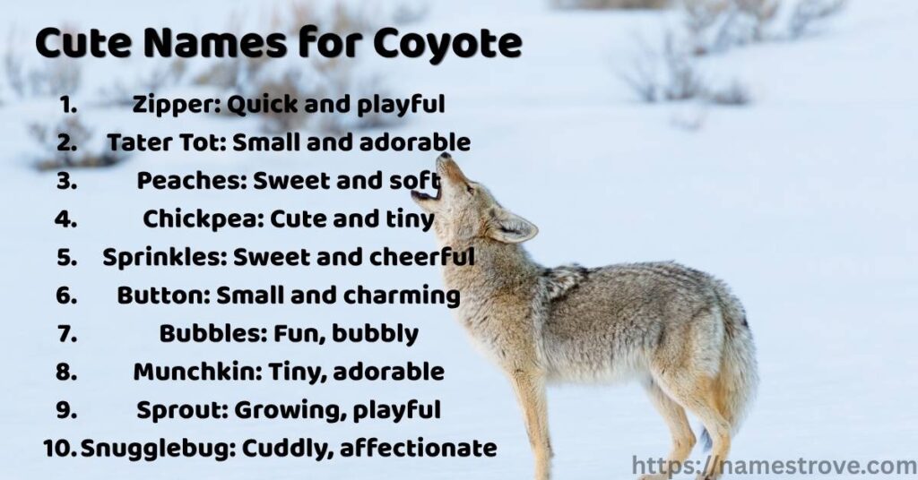 Cute Names for Coyote