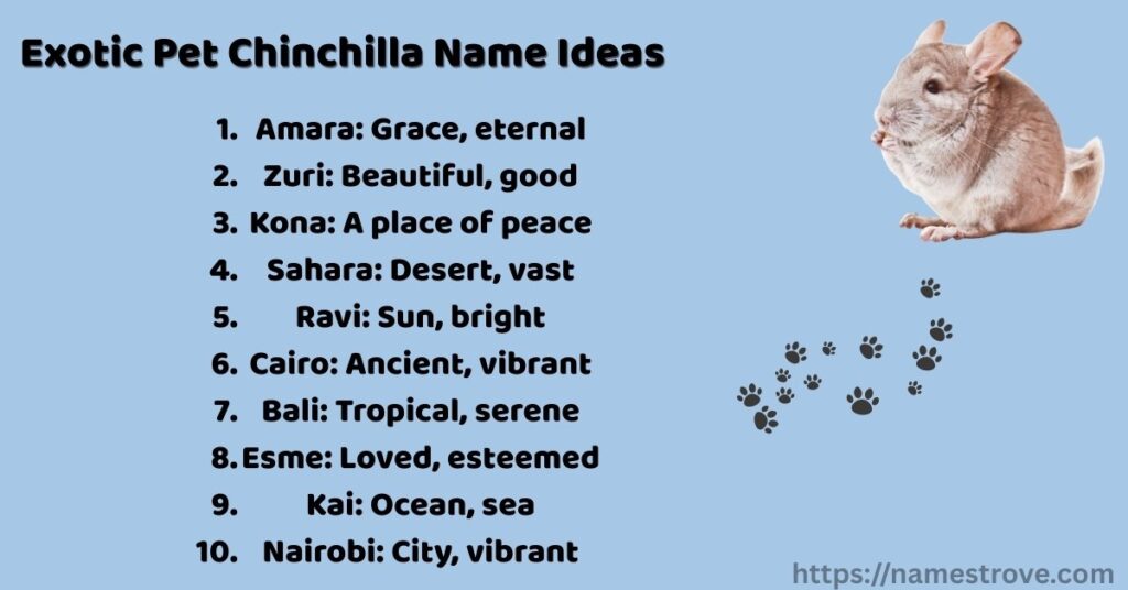 Exotic Pet Chinchilla Name Ideas