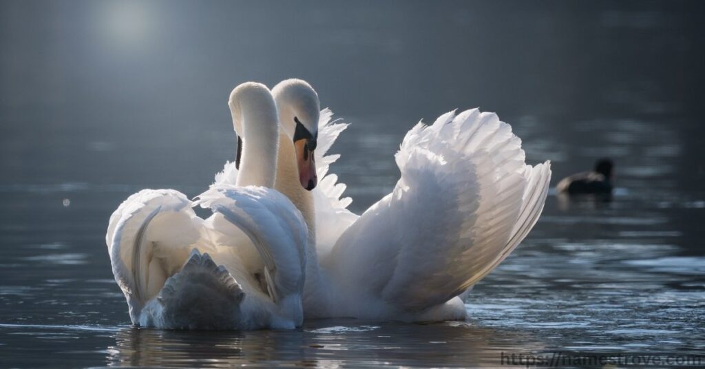 Fascinating Facts About Swans