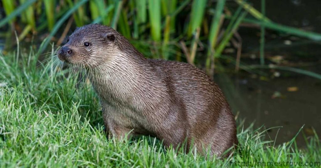 Fascinating Otter Facts