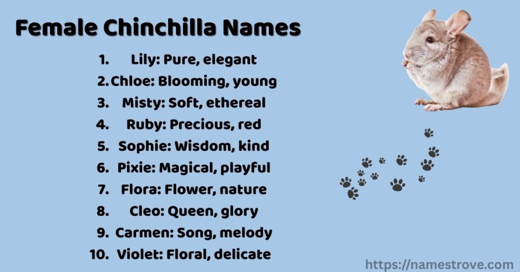 Female Chinchilla Names
