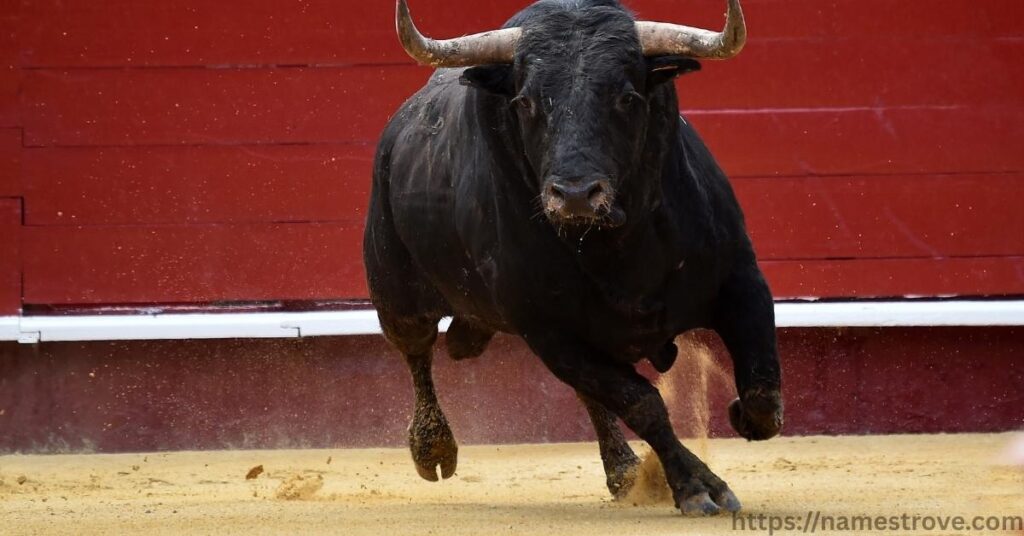 Fun Facts About Bulls