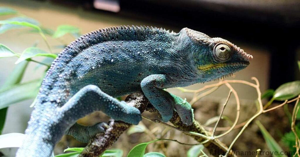 Fun Facts About Chameleons