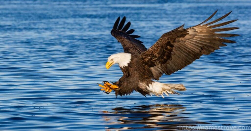 Fun Facts About Eagles