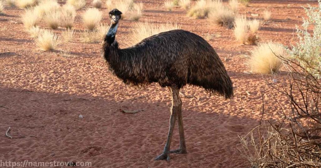 Fun Facts About Emu