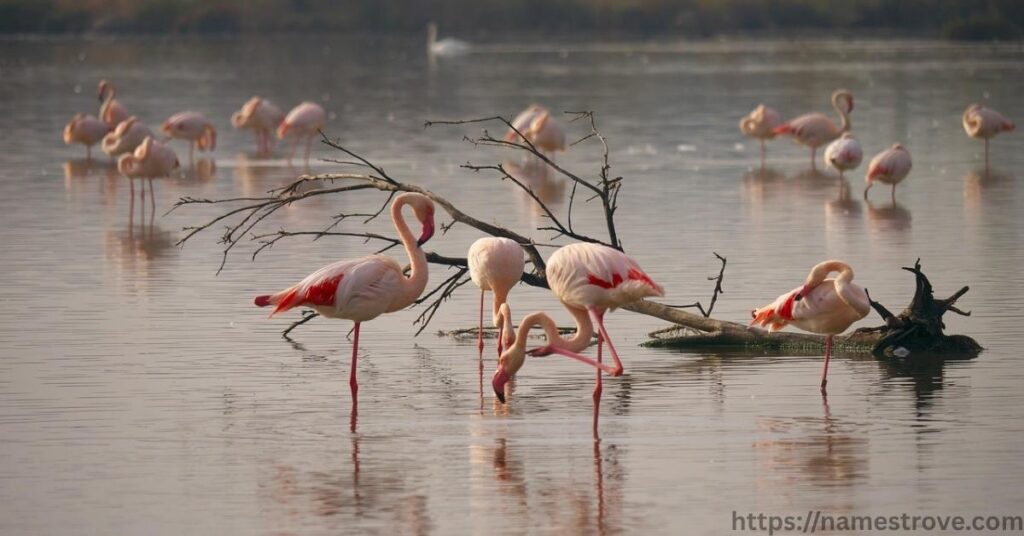 Fun Facts About Flamingos