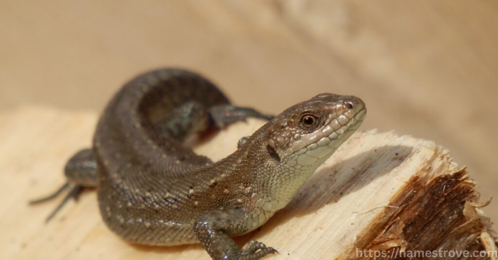 Fun Facts About Lizards