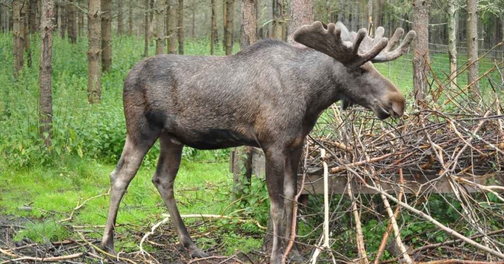Fun Facts About Moose