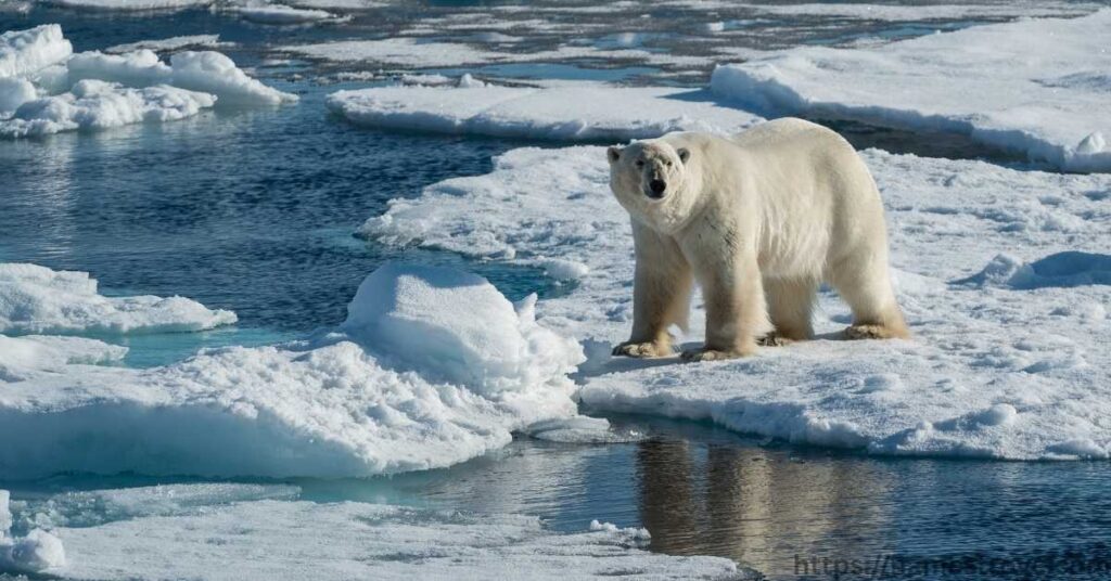 Fun Facts About Polar Bears
