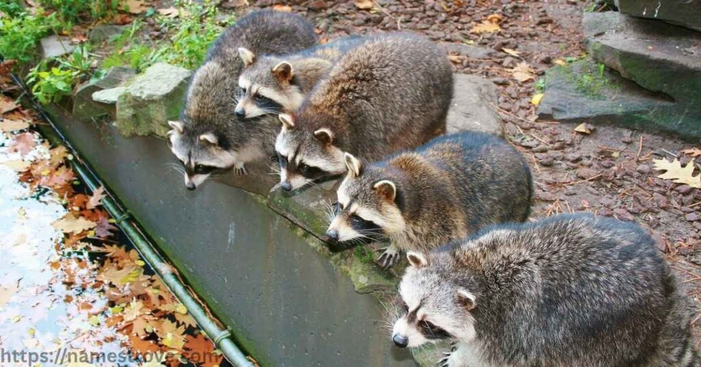 Fun Facts About Raccoons