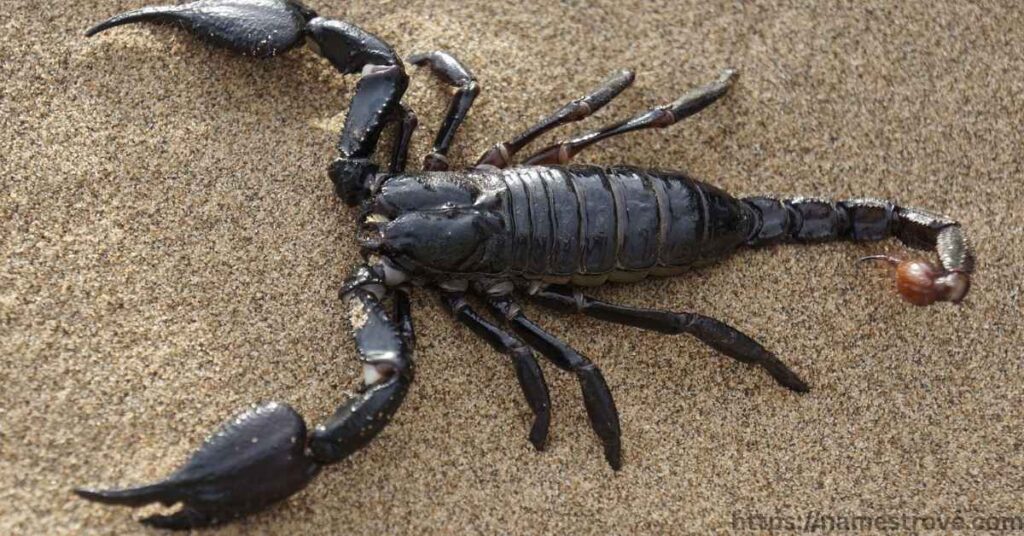 Fun Facts About Scorpions