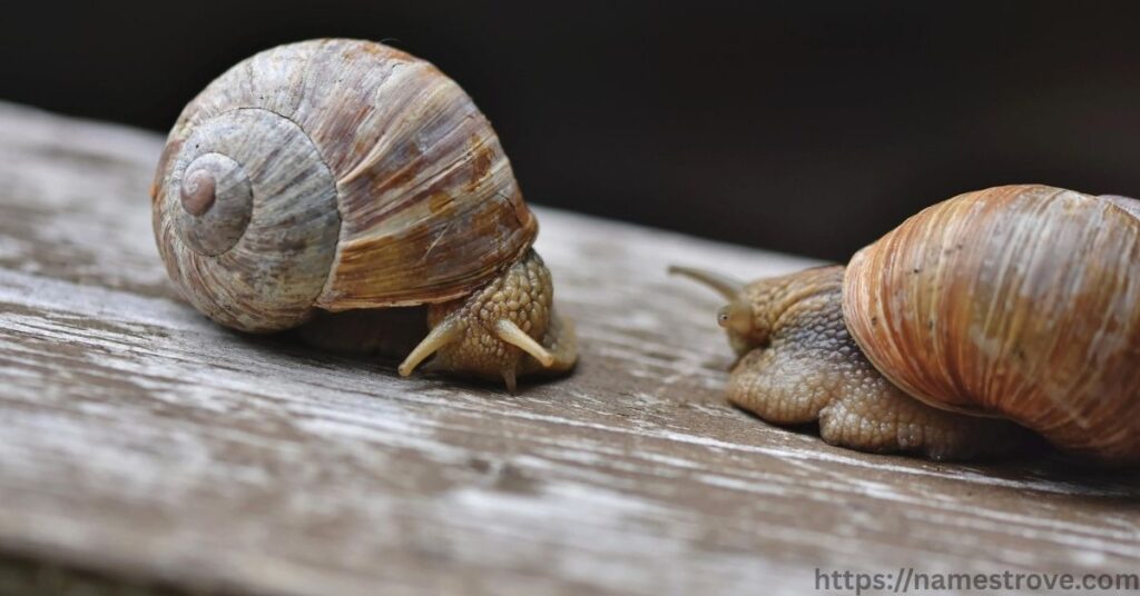 Fun Facts About Snails