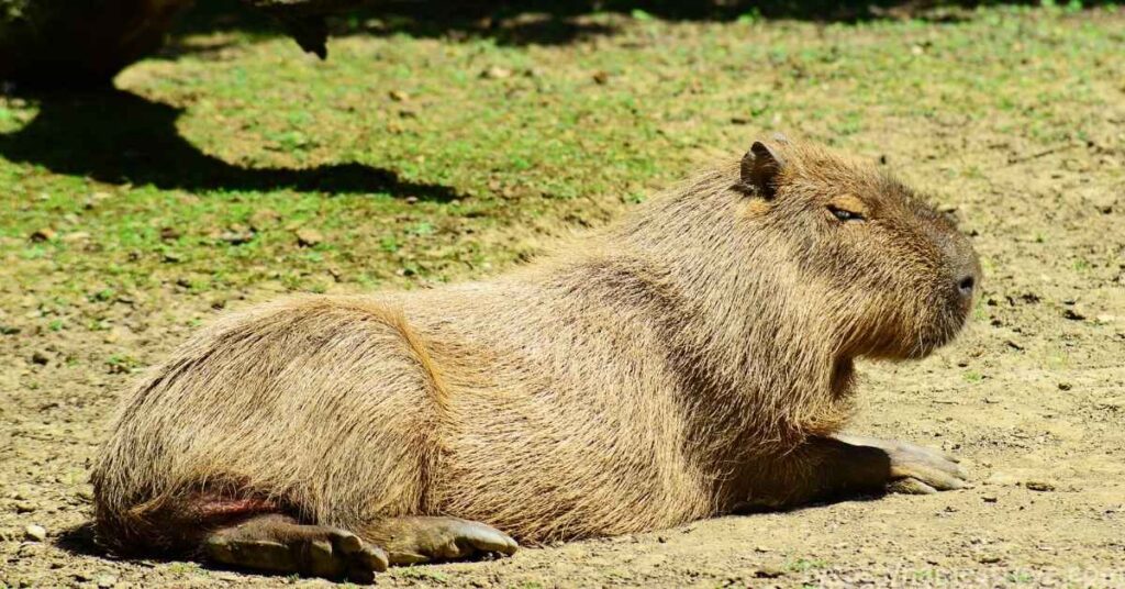 Fun Facts about Capybaras