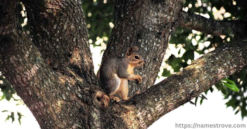 Fun and Fascinating Facts about Squirrels