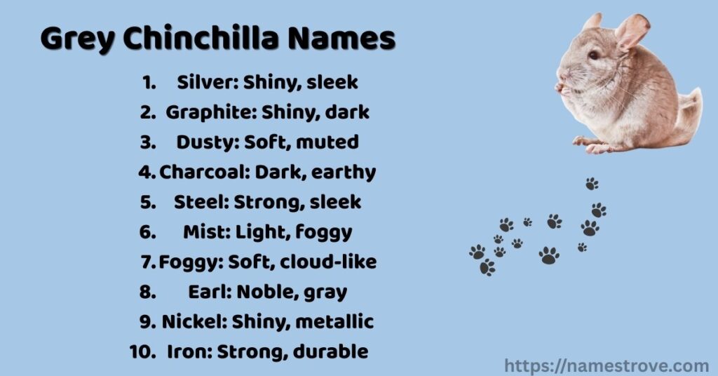Grey Chinchilla Names