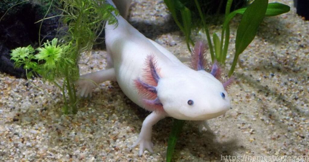 Interesting Facts About Axolotl
