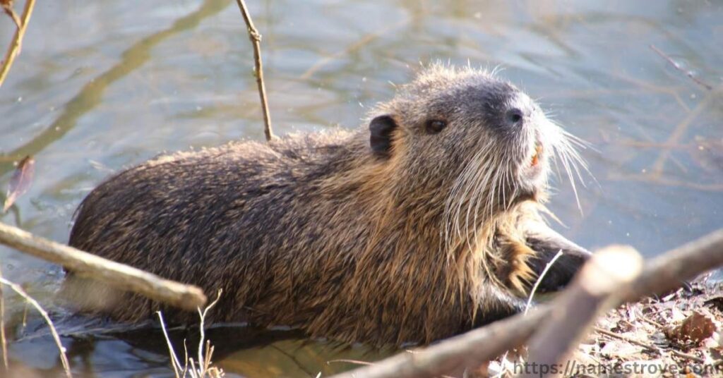 Interesting Facts About Beavers