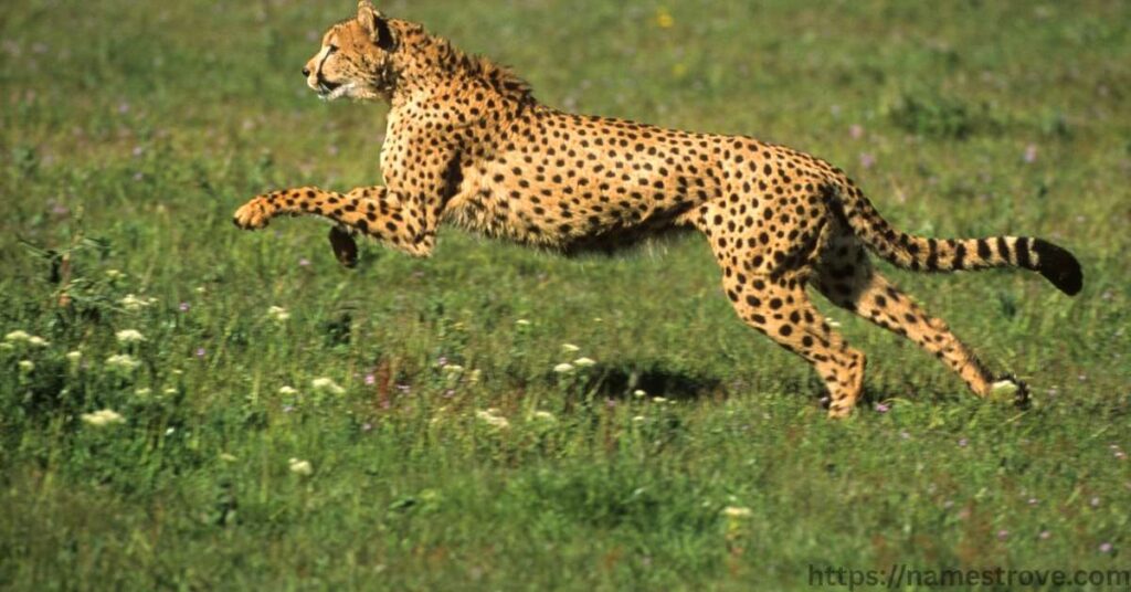 Interesting Facts About Cheetahs