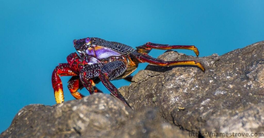 Interesting Facts About Crabs