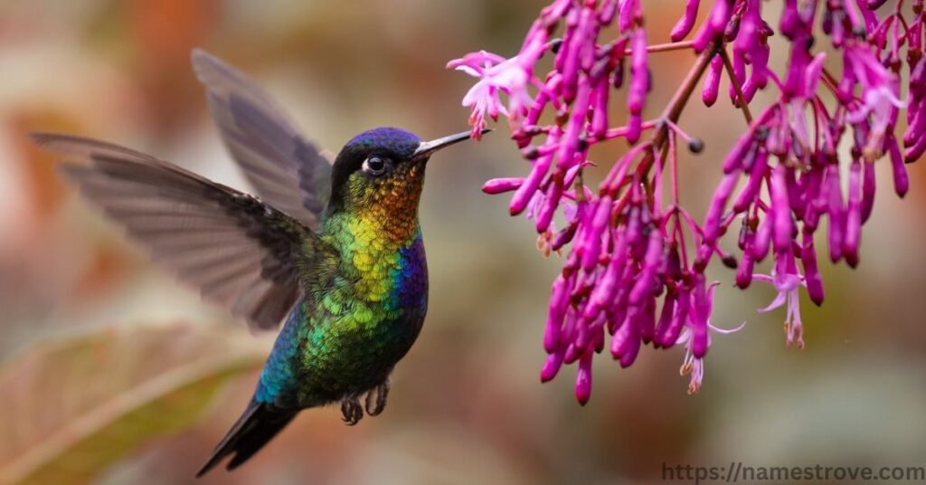 Interesting Facts About Hummingbirds
