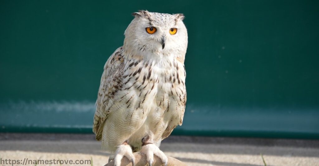 Interesting Facts About Owls