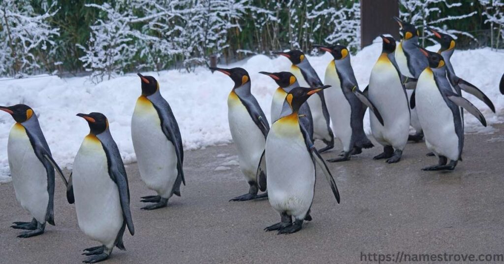 Interesting Facts About Penguins