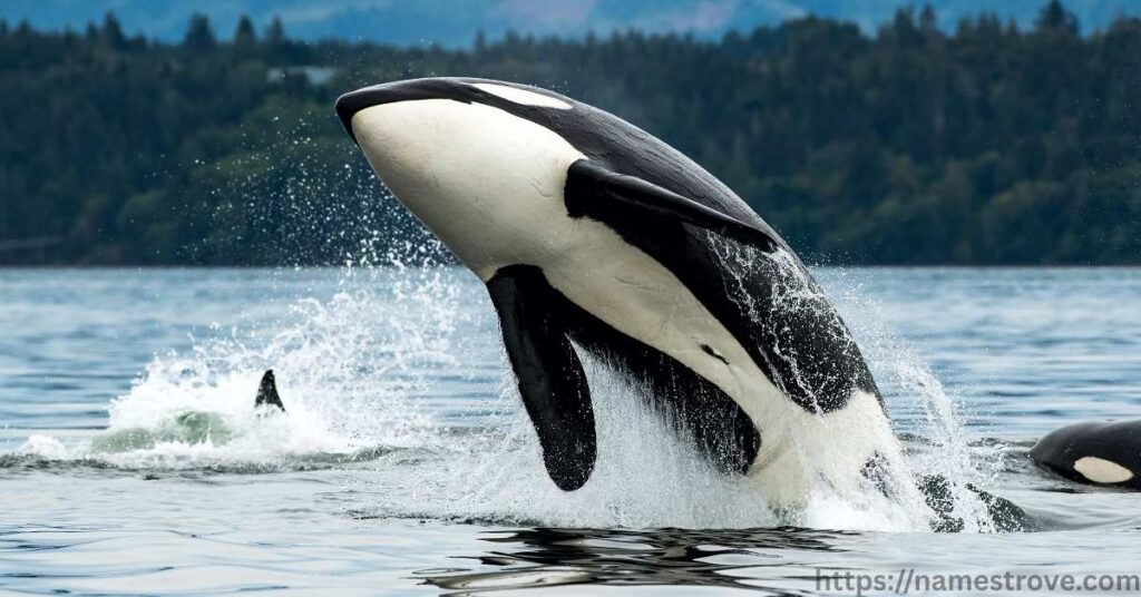Interesting Facts About Whales