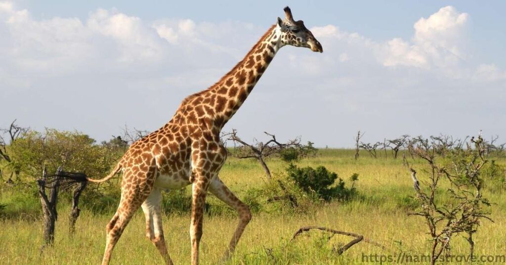 Interesting Facts about Giraffes