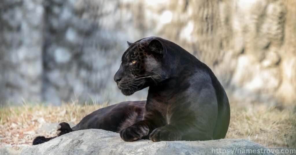 Interesting Facts about Panthers