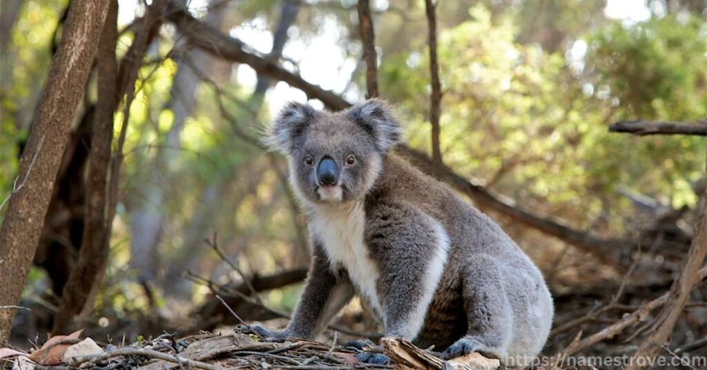 Interesting Koala Facts