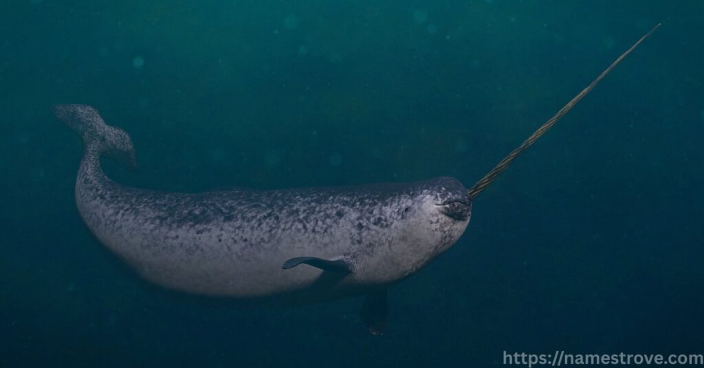 Interesting Narwhal Facts