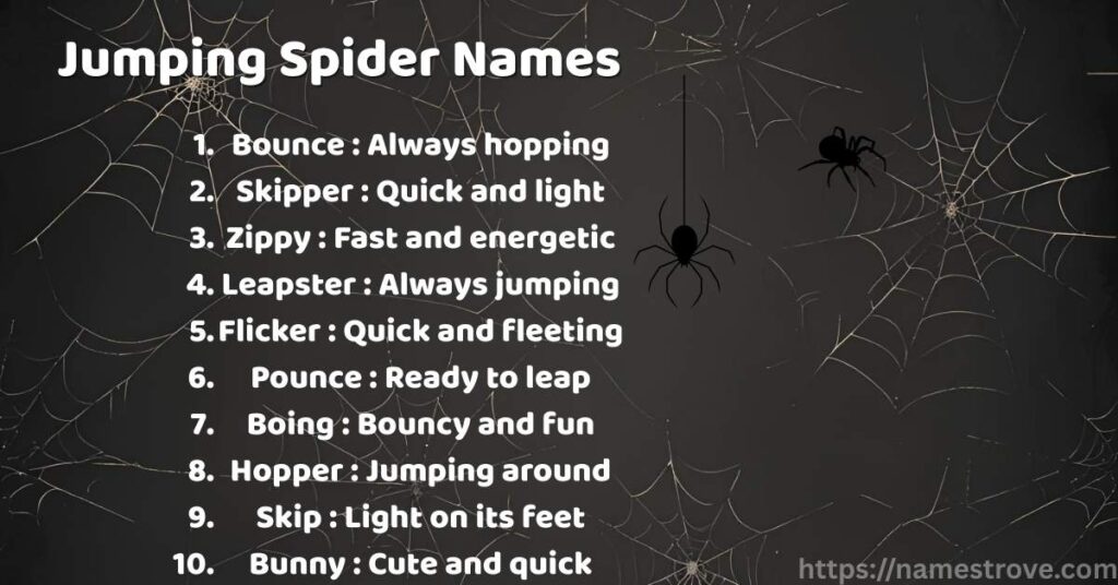 Jumping Spider Names
