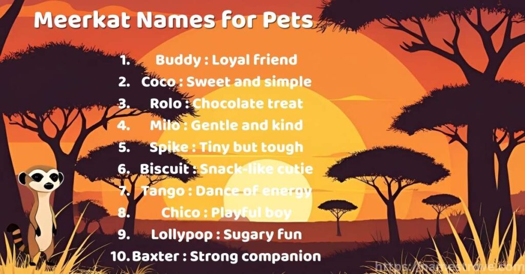 Meerkat Names for Pets