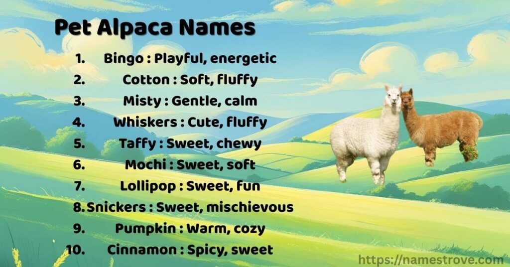 Pet Alpaca Names