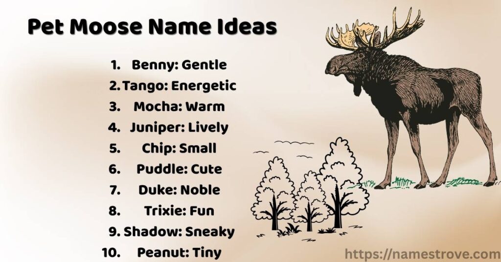 Pet Moose Name Ideas