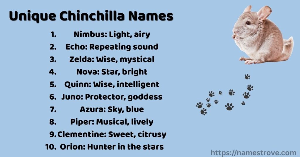 Unique Chinchilla Names