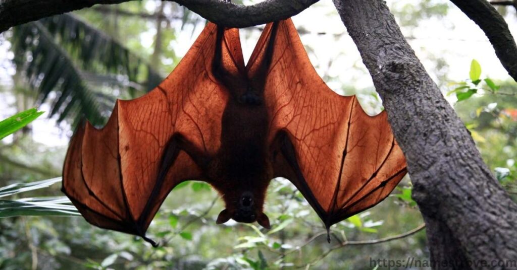 Fascinating Facts about Bats