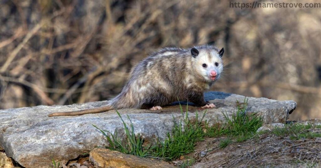 Fun Facts about Opossum