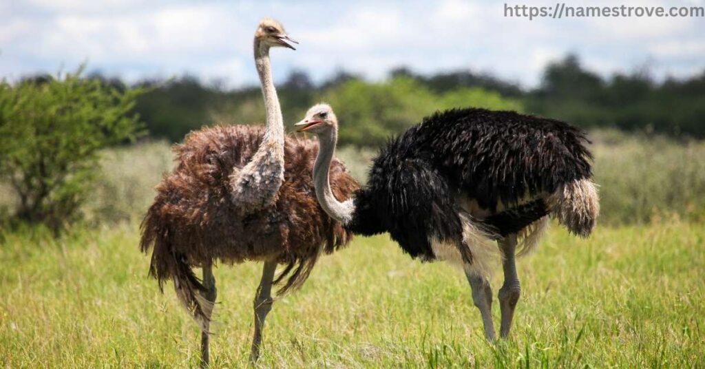 Fun Facts about Ostrich