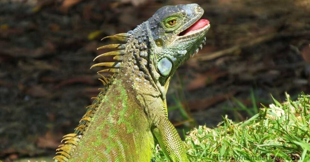 Fun and Interesting Facts About Iguanas