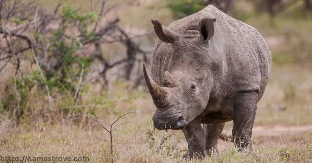 Fun and Surprising Facts About Rhinos